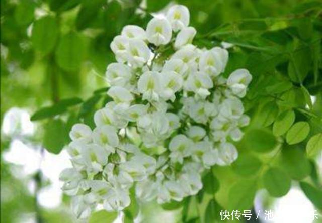 农村|农村常见花朵,竟如此有营养,城里人买不到只能花钱让乡下亲戚邮