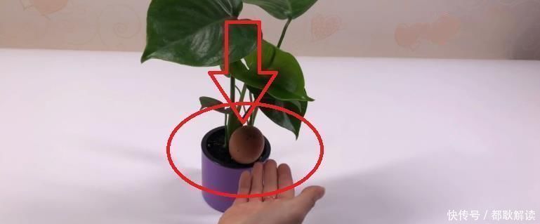 鸡蛋壳|不管养什么花，花盆里放入1个鸡蛋，一年都不用施肥，怎么回事