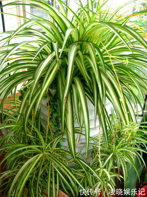 散尾葵|12种“健康花”,家里没太阳,照样长爆盆,贵气漂亮,旺家又养人