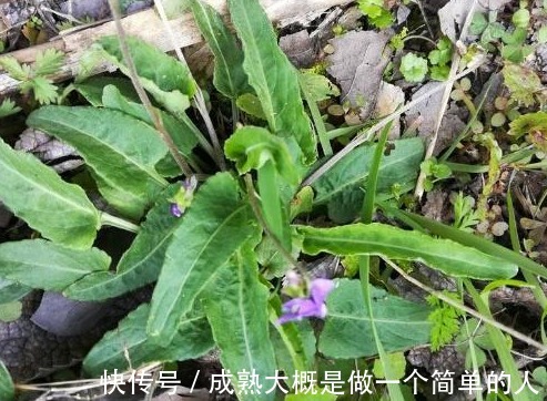 香附|农村地里到处都是的野草,人称“犁头草”,药用价值高,值得重视