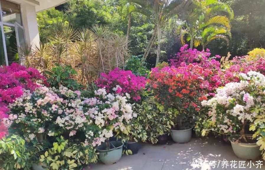 养死|养花入门很简单，记住“久病成医”，真正爱花，才能变成养花高手