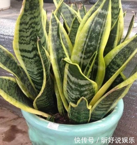 家居养花用它来养虎皮兰,养10年都不会烂根还能开花!