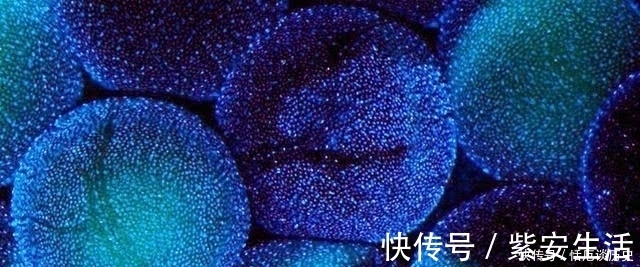 怀孕|女人一生最多能怀孕多少次,最多能生多少个孩子?说出来你别不信