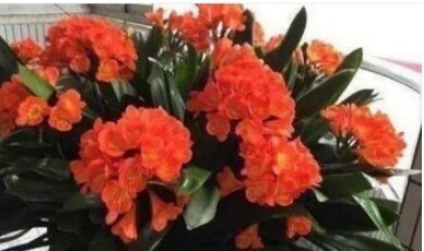 光照|君子兰不开花打开它的“小开关”,花箭呼呼窜,一次开10朵!