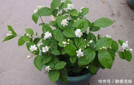叶油绿|给茉莉花吃一颗鸡蛋，叶油绿，花量大，开花香，美极了