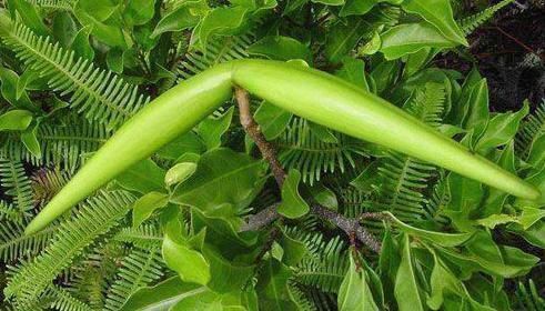 羊角拗|农村一种野草,人称“羊角藕”,长田里就被砍,却有很多用处