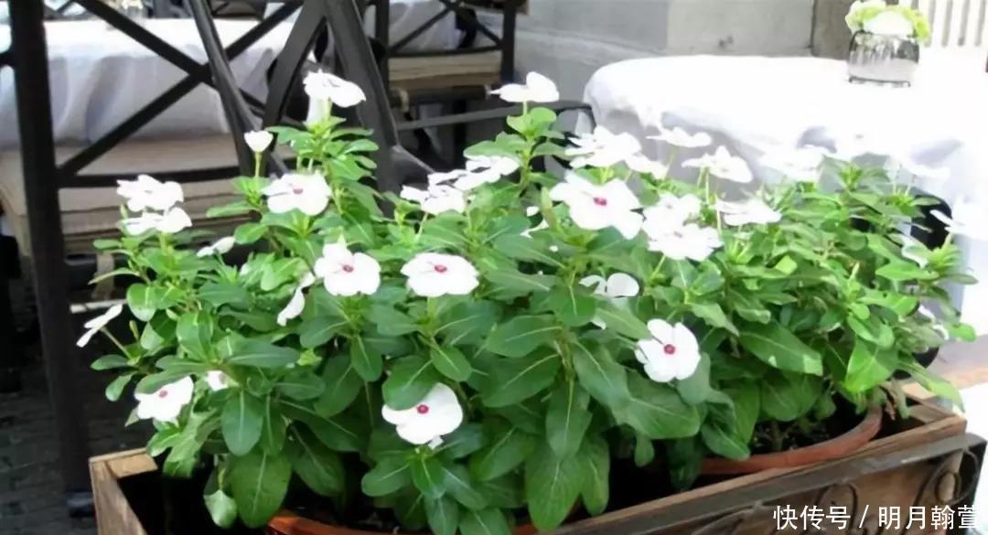 要点|冬天怎么养花不会死,六个要点要记牢
