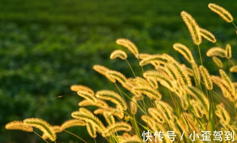 生肖狗|6月底，贵人提拔，财运腾飞，3大生肖爱情事业顺风顺水，一鸣惊人