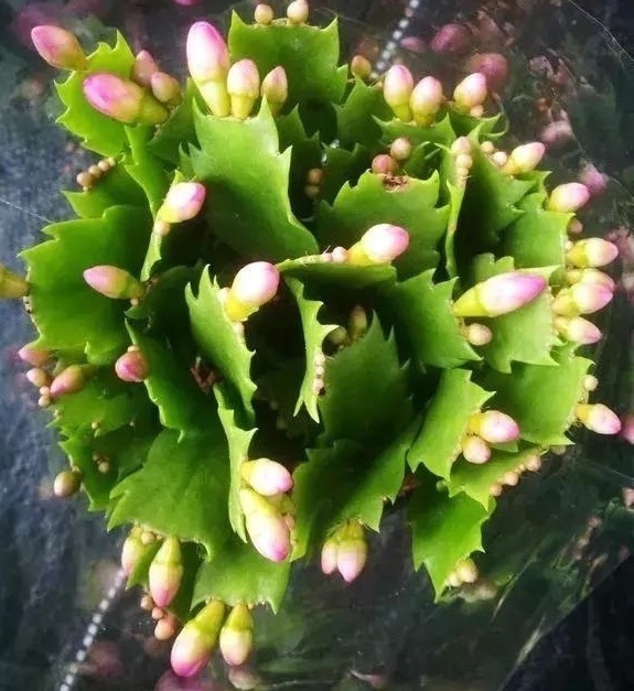 秋季|他养蟹爪兰，浇灌2种“肥水”，嗖嗖冒出“钢锯叶”，满盆开花