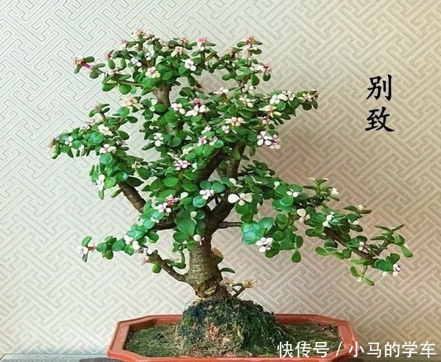 盆景|金枝玉叶，别养错了，30天剪一次，精雕细琢，养成盆景才漂亮！