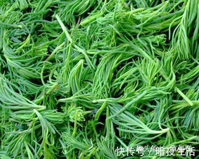 野菜|10月常吃些珍贵野菜,可治疗糖尿病、胆结石、痔疮等疾病