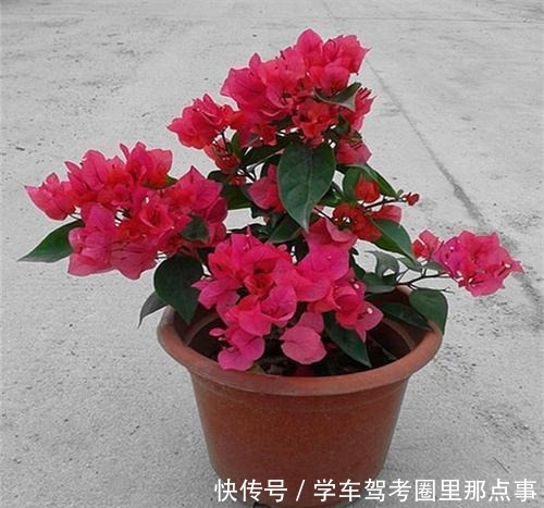 三角梅生命力旺盛却不开花，原来是好心办坏事，不开花却枯盆！