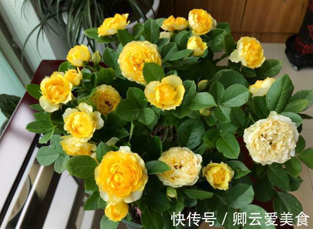 在市场买花，要记住“四不买”，养花再也不踩坑，养好也是挺简单