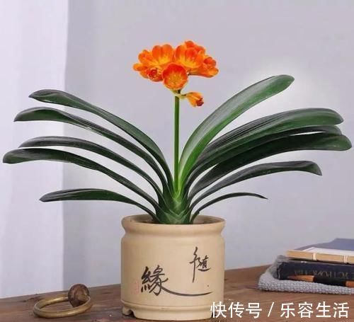 生长发育|适合男人养的四种花,大气又稳重,旺财又旺运,早看早知道!