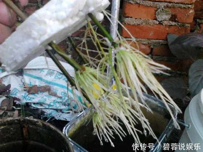 矿泉水瓶|扦插栀子、茉莉，使用垃圾自制“生根器”，7天冒白根，忒好养