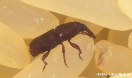 米袋|米袋里为何会凭空出现虫子,你吃的每碗饭里,都可能有他们的痕迹