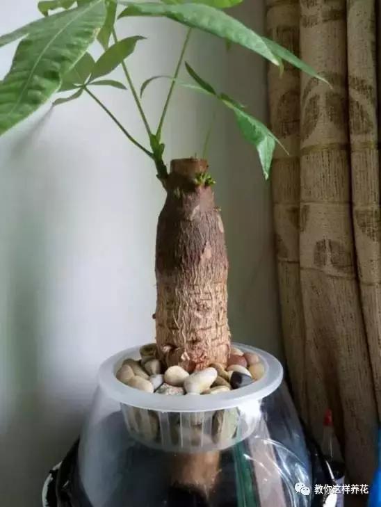 土生根|4种花放水里猛长根,比土培好养100倍,一分钱不花,还很漂亮!