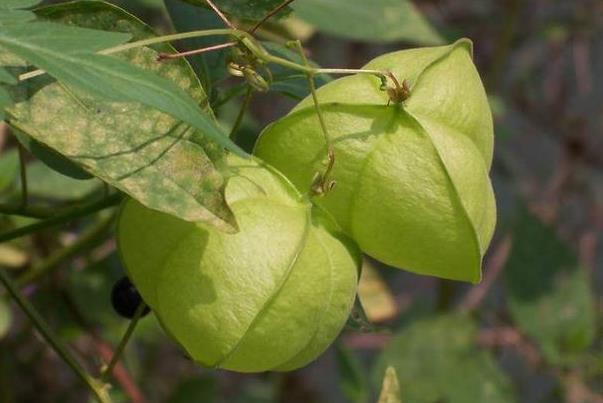 灯笼草|农村不起眼的“灯笼果”,竟有这么大的功效,如今每斤50元