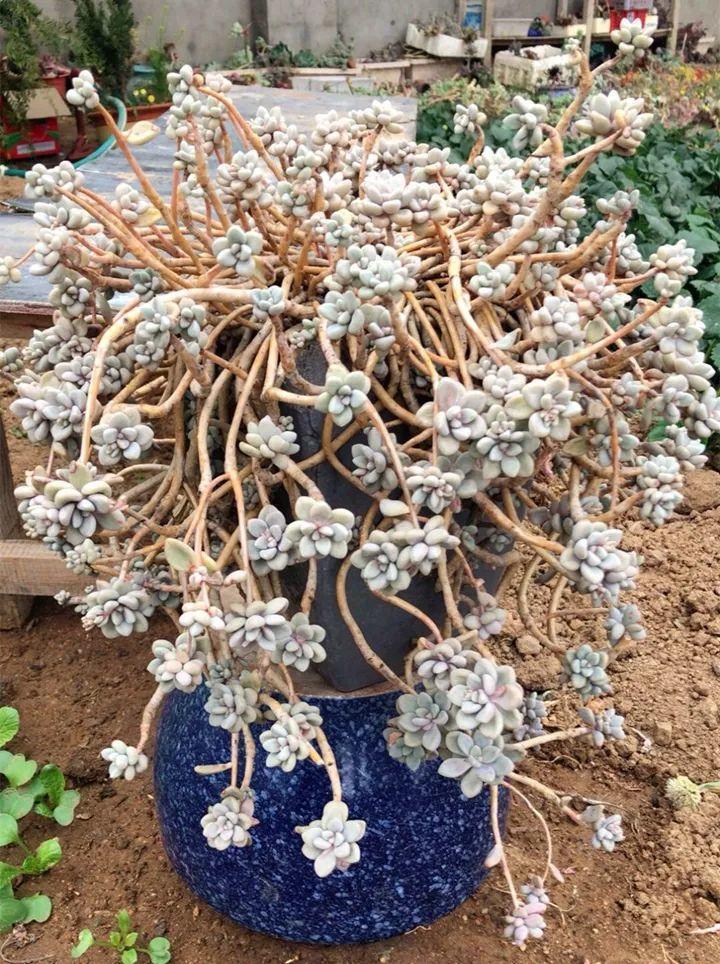 姐姐养了9年的多肉，没有买肥就用它，个个长成精！