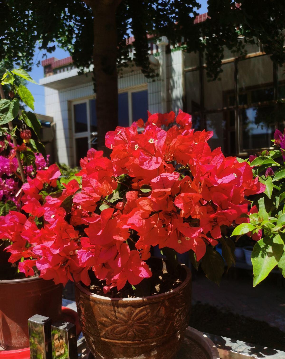 蟹爪兰|八月适合入手“6种花”，好养又漂亮，天气转凉更利于开花