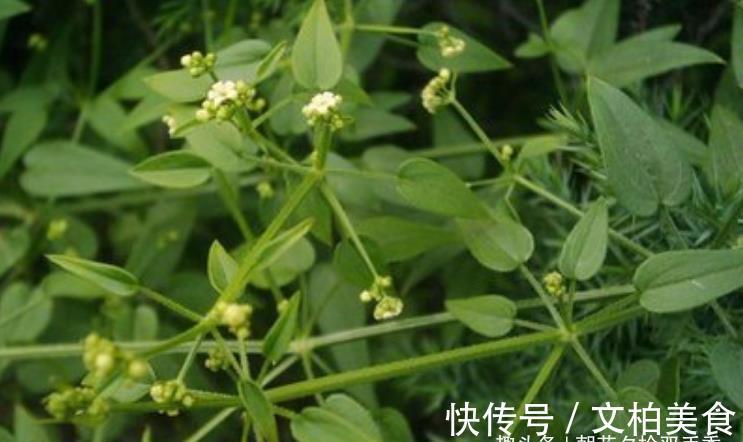 野草|农村一种叫茜草的野草，农家人常用其根部炖汤喝，营养很丰富