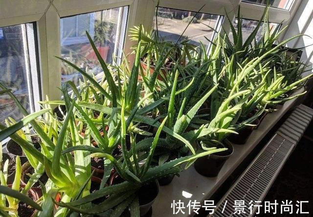 卧室养花,就养几种“健康”花,空气清新促睡眠,一觉睡到大天亮