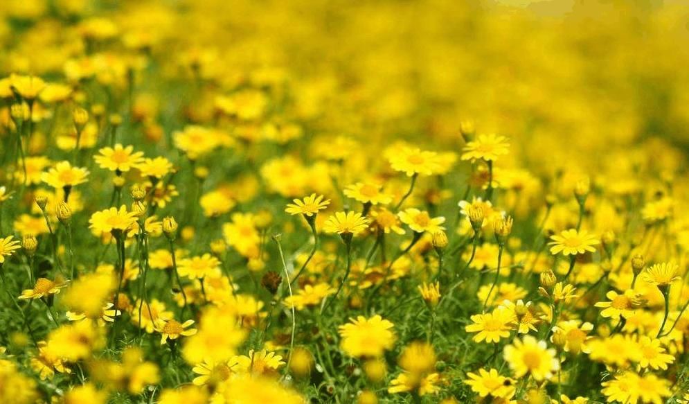  治疗|农村随处可见的野草，是治疗牙痛的小助手，可以消肿止痛