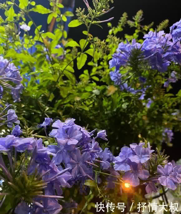 5块钱买棵蓝雪花,用大盆养,喂鸡粪肥,夏天开出2平方的花