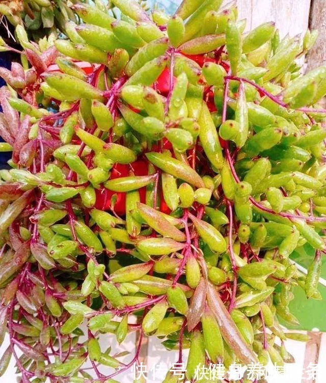 养护|4种花太好养，沾土就能活，新手也能养爆盆！