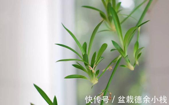 34种常见花草耐冻极限温度,哪些该搬到室内养,一清二楚