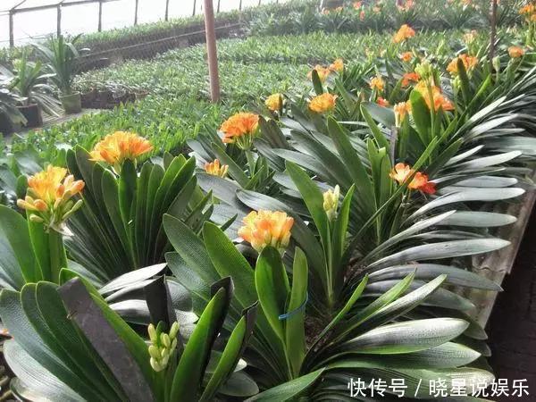 把君子兰养得这么迷人 究竟是怎么做到的快来学学吧 粉紫色