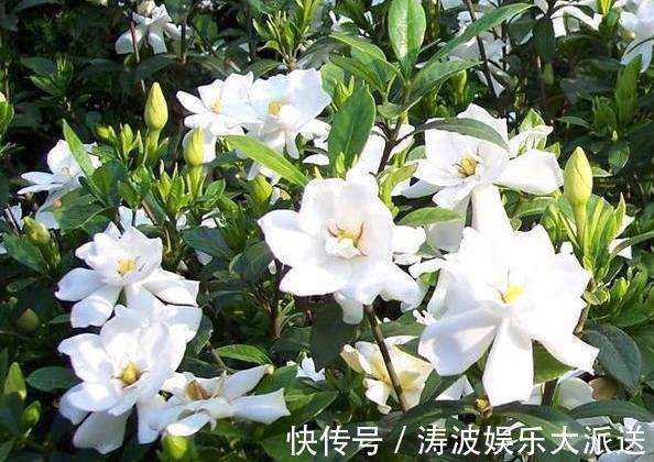 栀子花|栀子花这样养，“爆发力”大，枝上满侧芽，侧芽全开花！