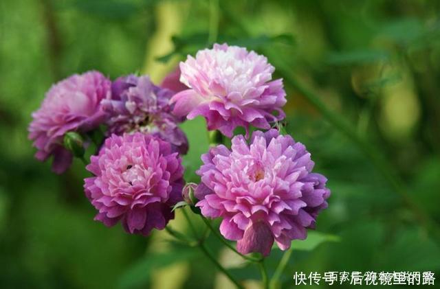 20款紫色月季品种。浓香、抗病非常好养,天然紫色唯美盛开