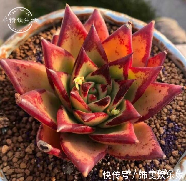 操作方法|多肉上盆,用“干土”还是“潮土”,分2种情况,1张图看清楚