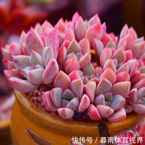 花卉|养花不能太勤快,这些懒人花,小盆种少浇水,越长越美!