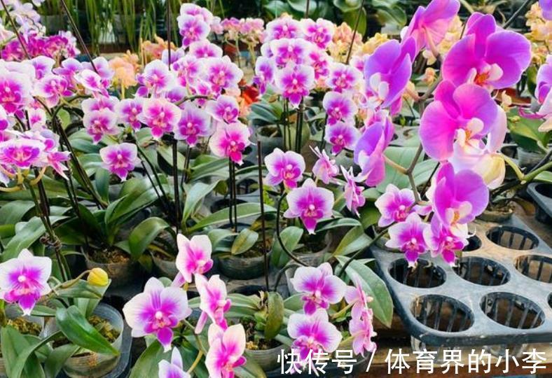 学会一个小技巧，蝴蝶兰不黄叶烂根，猛长新根花开一串串