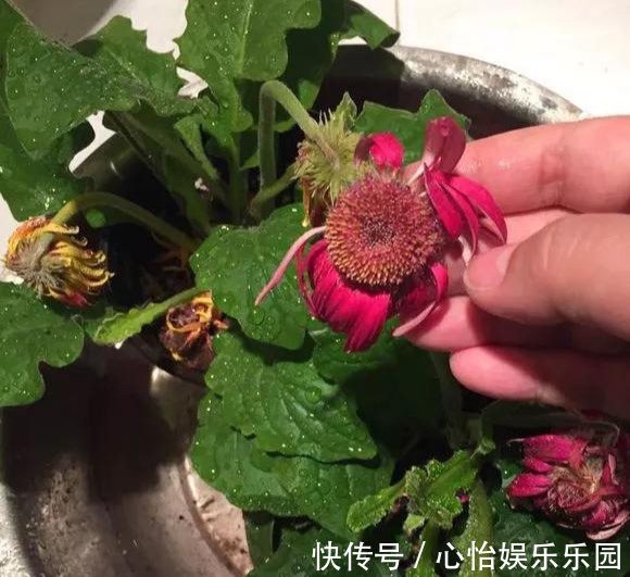 路边一堆“名贵花”，丢人也要捡，捡回家养2个月就开花！