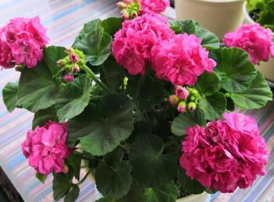 哪些因素会影响花芽的分化，致使植株迟迟不开花？