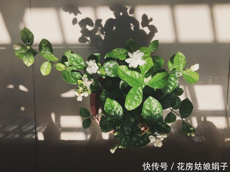 茉莉花养好有技巧,做好几点,花开雪白赛珍珠