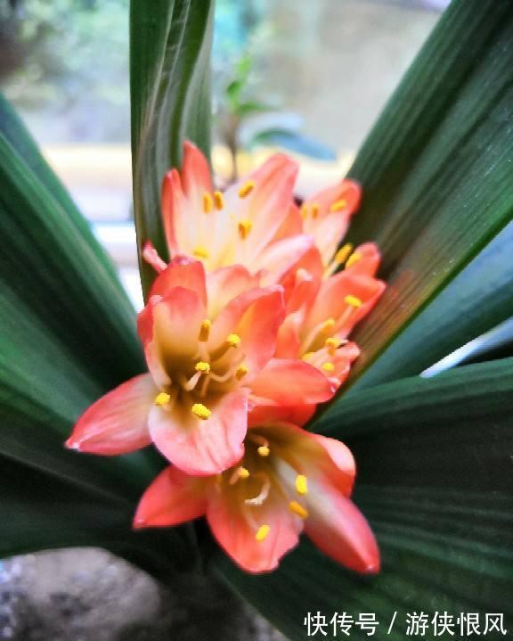 王大爷家的花8年没开，找到了4个窍门，很快就开花