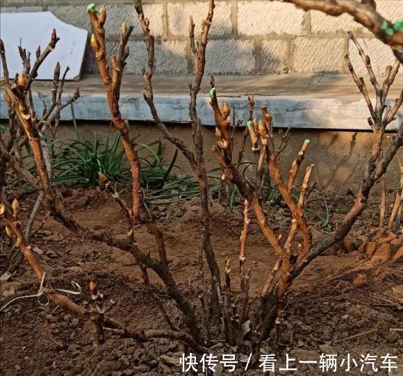 盆栽|6种富贵花，冬天爱“装死”，好好“伺候着”，来年繁花多几倍