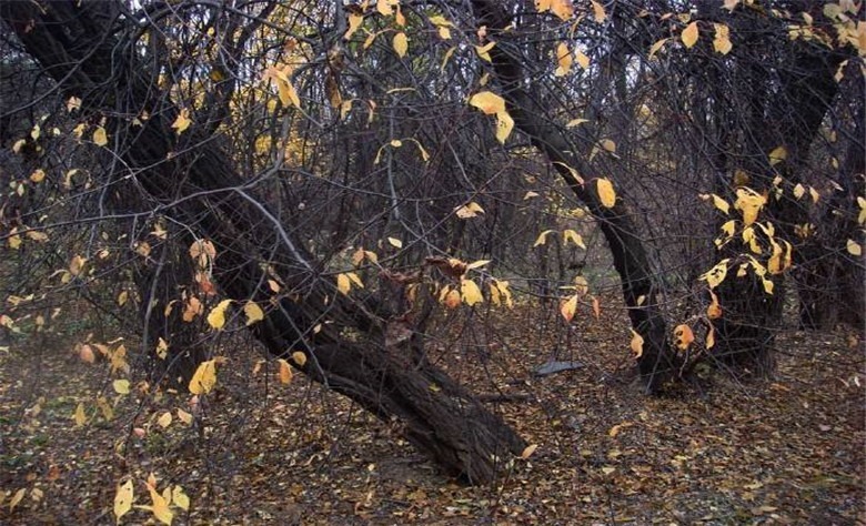  死刑|古代死刑中，为何讲究秋后问斩？又为何定位午时三刻？