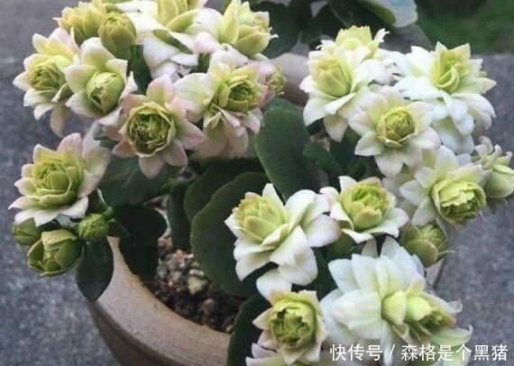 爆盆|想要长寿多开花，盆里10天扔个“它”，花苞蹭蹭窜，不管也爆盆