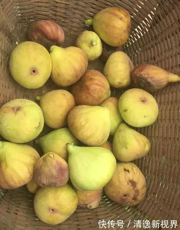 阳台种水果，行家都选4种，简单好养活，爱长果子，边摘边吃！