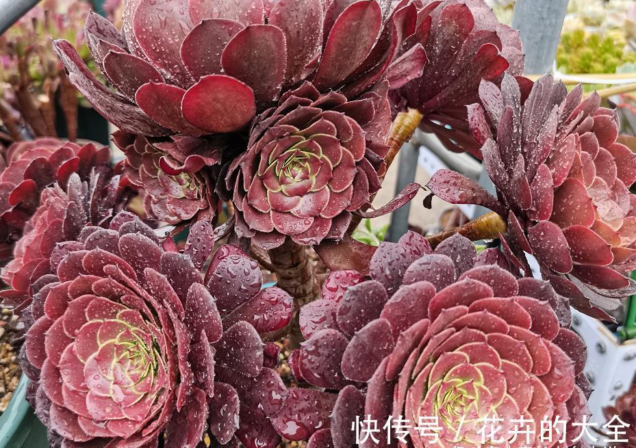 叶心处|想把自己的法师多肉养成碗的形状?那必须得满足4个要求才行