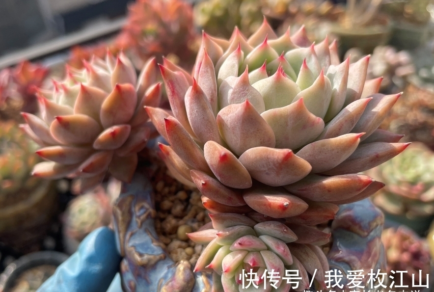 用泡沫箱来养多肉老桩?只要我们把细节做好,同样可以养出状态来