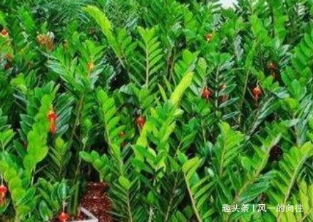 这3种“耐旱花”,一个月不浇水都没事,非常好养护轻松长爆盆