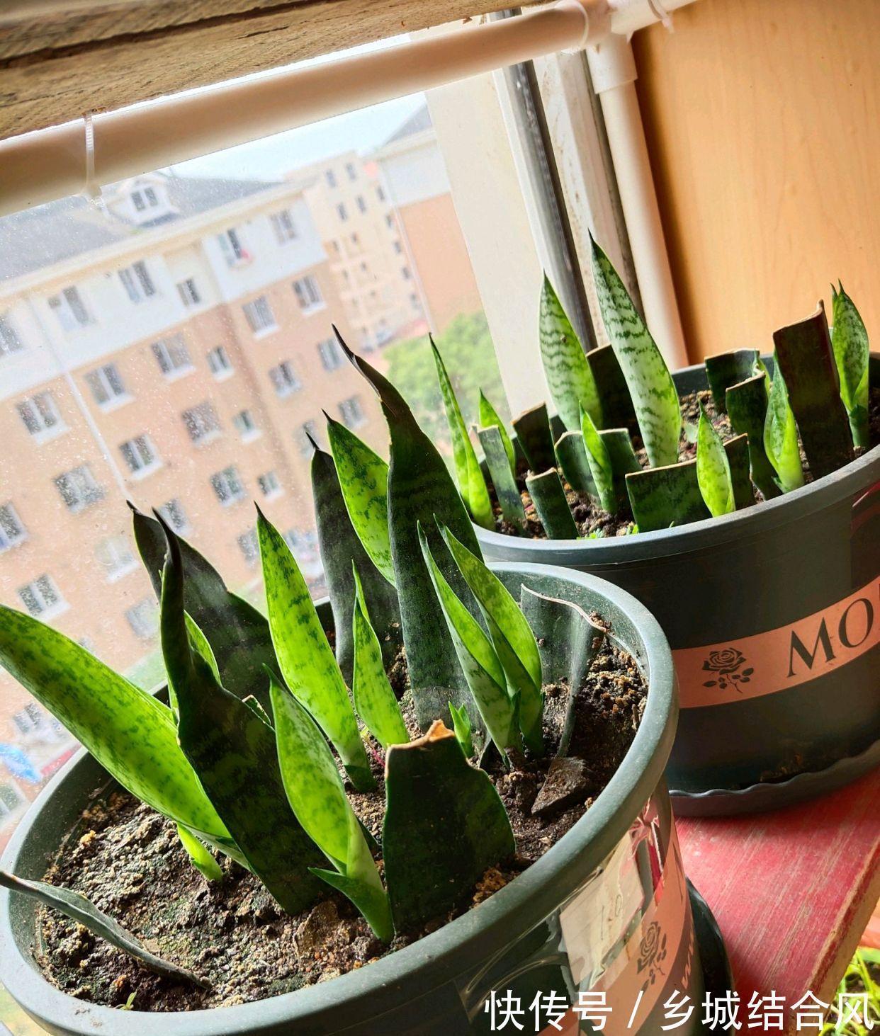 白根|5种“漂亮花”,掰个叶子插土里,7天长出大白根,一盆繁殖几十棵