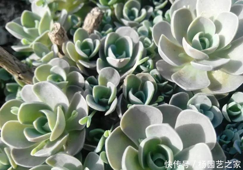 光照|“难养”多肉名单公布,有些很漂亮,谁养谁后悔