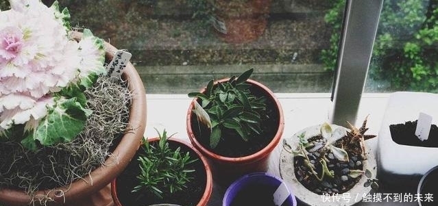 盆栽里放这些东西,养10年都不会积水烂根,原来是这样的做法!